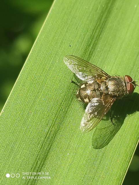 Pollenia