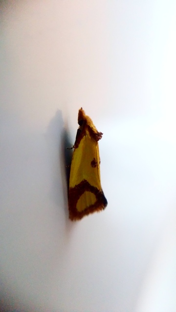 Agapeta zoegana - barnacsíkos sárgamoly