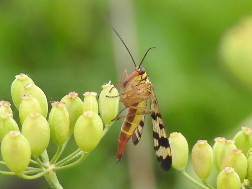 Panorpa vulgaris