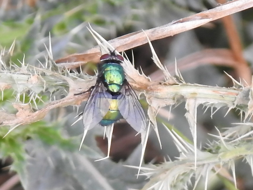 Lucilia