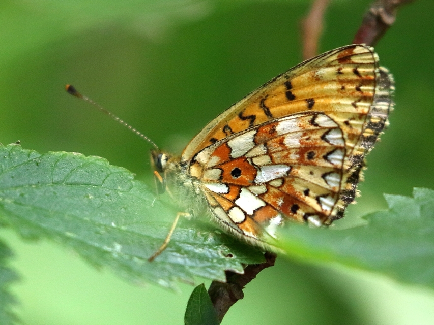 Boloria selene - fakó gyöngyházlepke