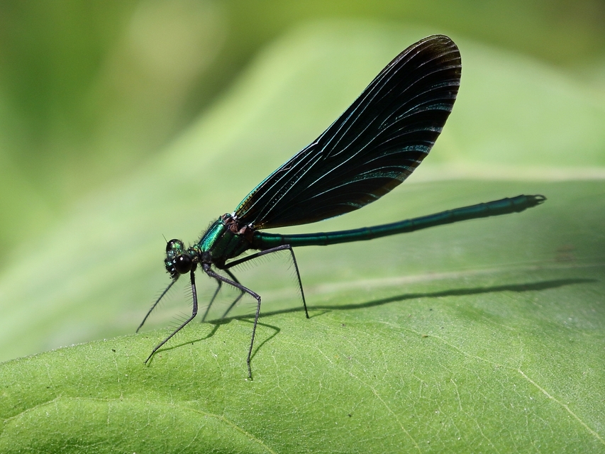 Calopteryx virgo - kisasszony-szitakötő