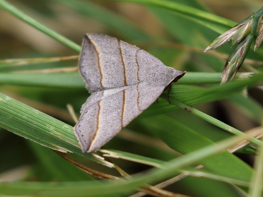 Colobochyla salicalis - háromsávos törpebagoly