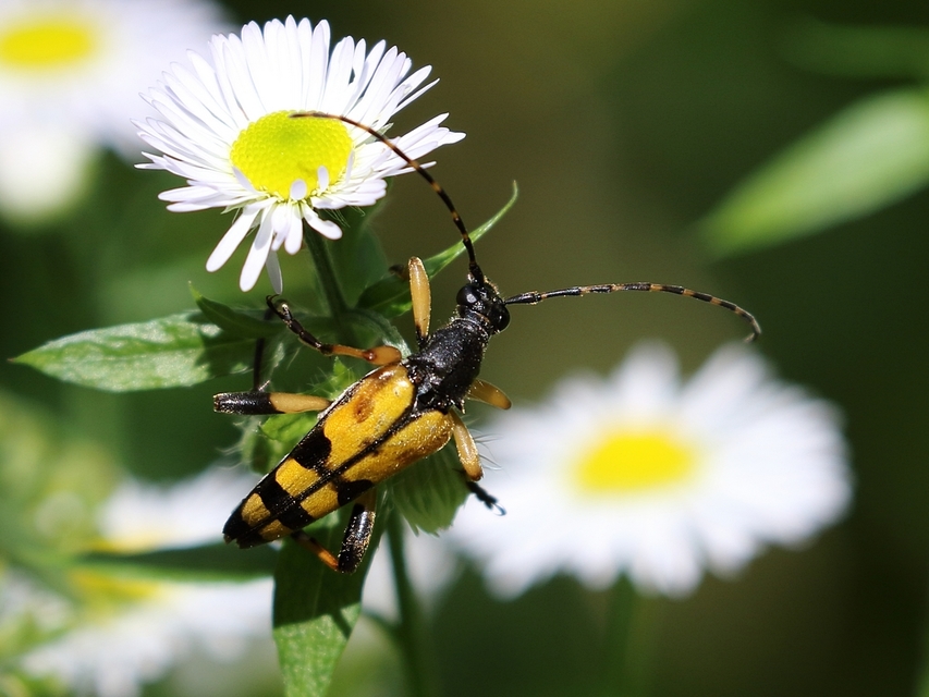 Rutpela maculata - tarkacsápú karcsúcincér