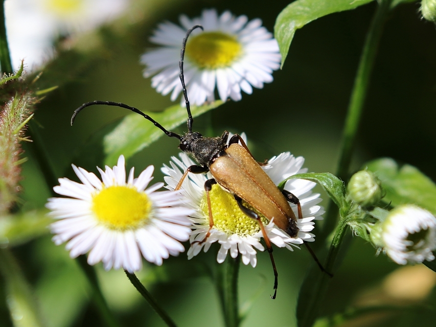 Stictoleptura rubra - vörös virágcincér