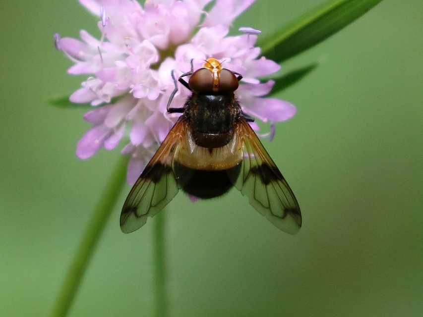 Volucella pellucens - üvegpotrohú pihelégy