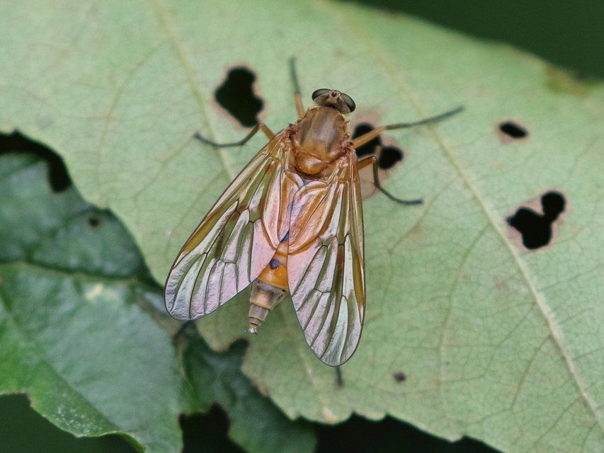 Rhagio tringarius - közönséges kószalégy