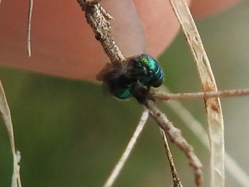Pseudomalus
