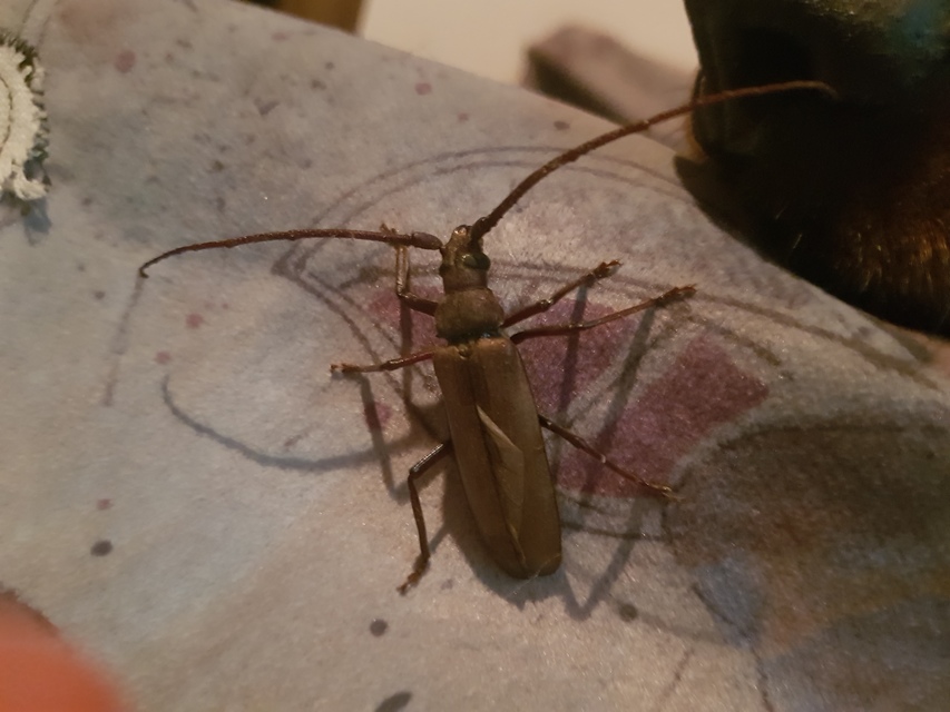 Aegosoma scabricorne - diófacincér