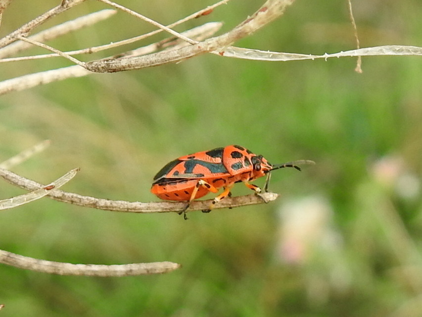 Eurydema