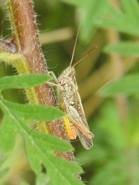 Chorthippus mollis - halk tarlósáska