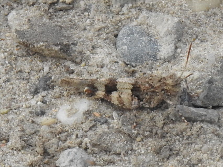 Oedipoda caerulescens - kékszárnyú sáska