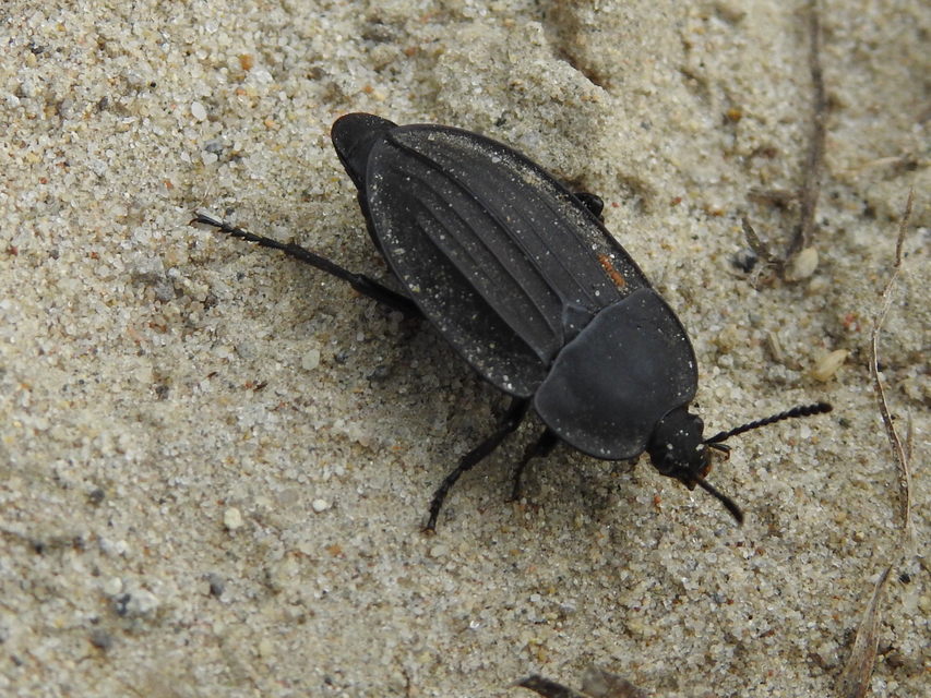 Silpha carinata - karimás dögbogár