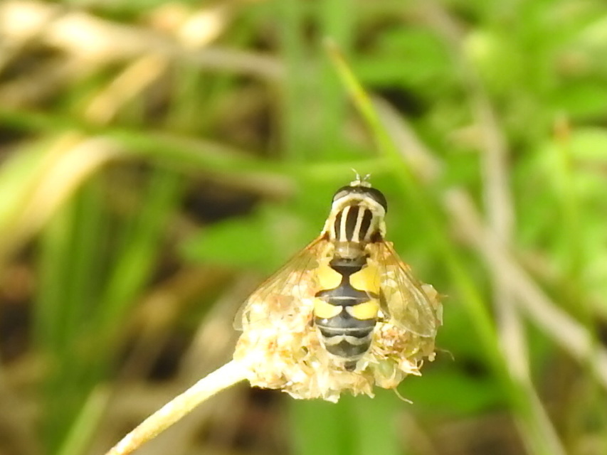 Helophilus trivittatus - nagy mocsárilégy