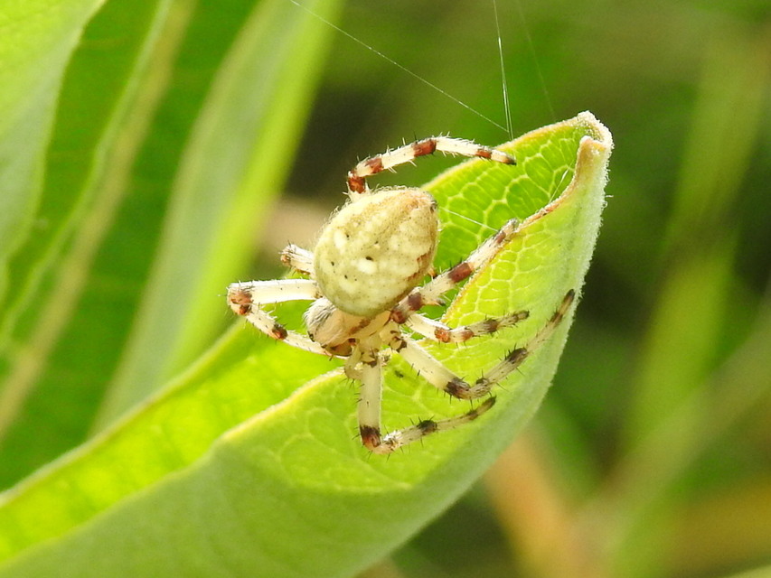 Araneus quadratus - négyes keresztespók