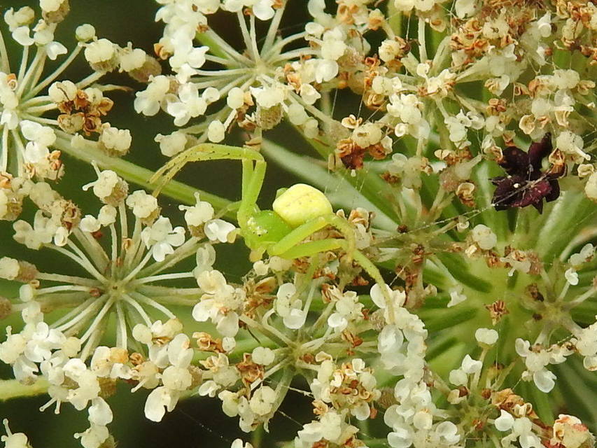 Ebrechtella tricuspidata - alakoskodó karolópók