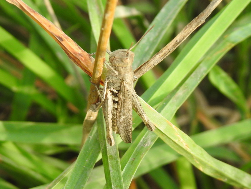 Chorthippus brunneus - közönséges tarlósáska