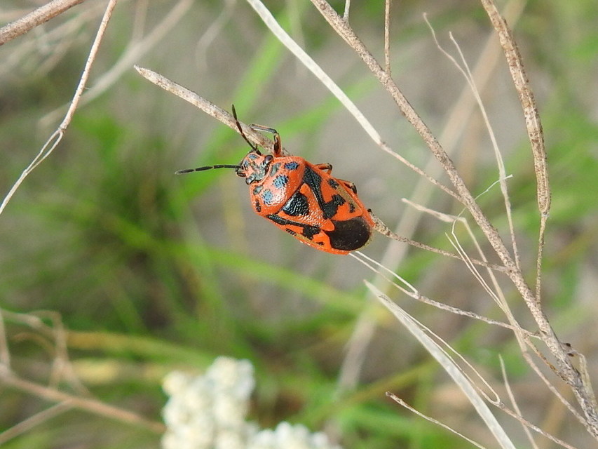 Eurydema