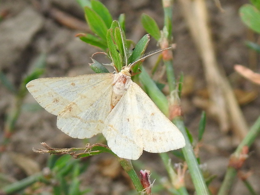 Tephrina arenacearia - lucerna-araszoló