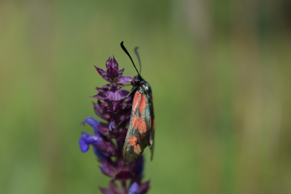 Zygaena filipendulae - acélszínű csüngőlepke