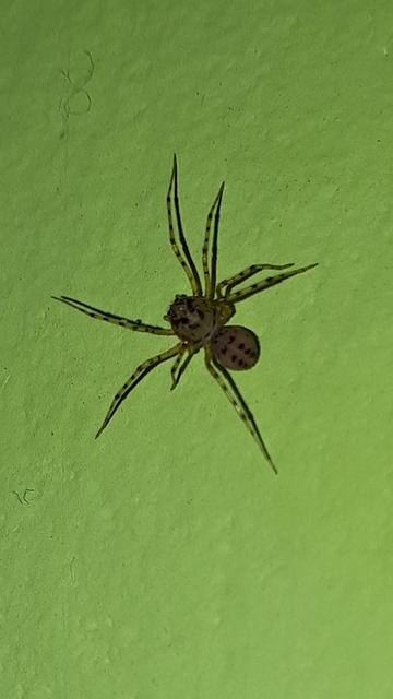 Scytodes thoracica - közönséges csupaszpók
