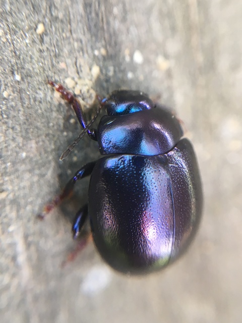 Chrysolina sturmi - vöröslábú levelész