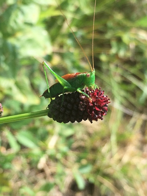 Conocephalus dorsalis - sarlós kúpfejűszöcske