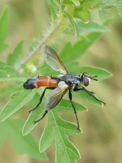 Cylindromyia