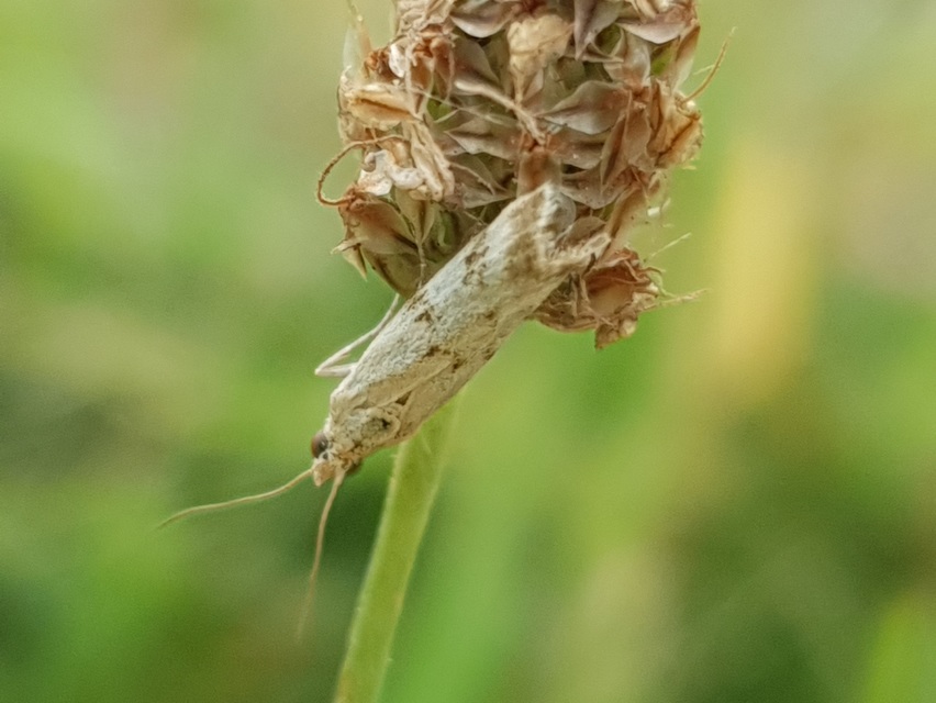 Homoeosoma sinuella - agyagsárga karcsúmoly