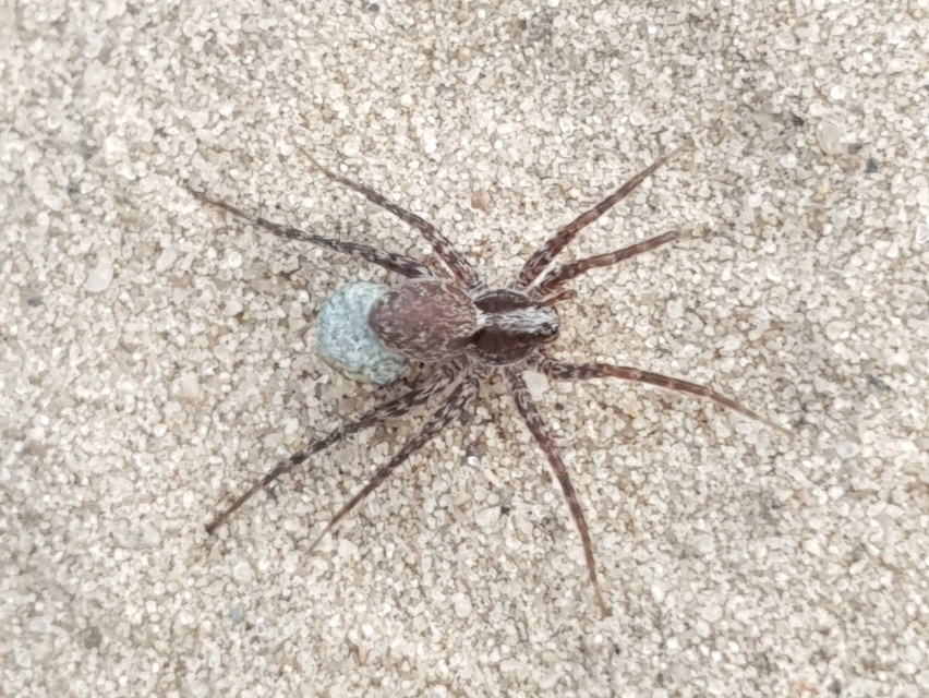 Pardosa alacris/lugubris