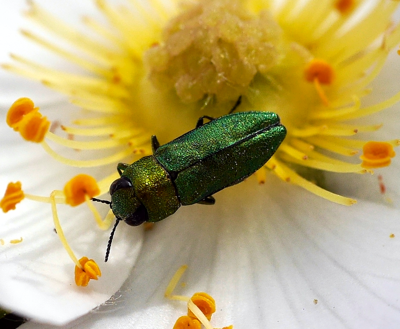 Anthaxia nitidula - ragyogó virágdíszbogár