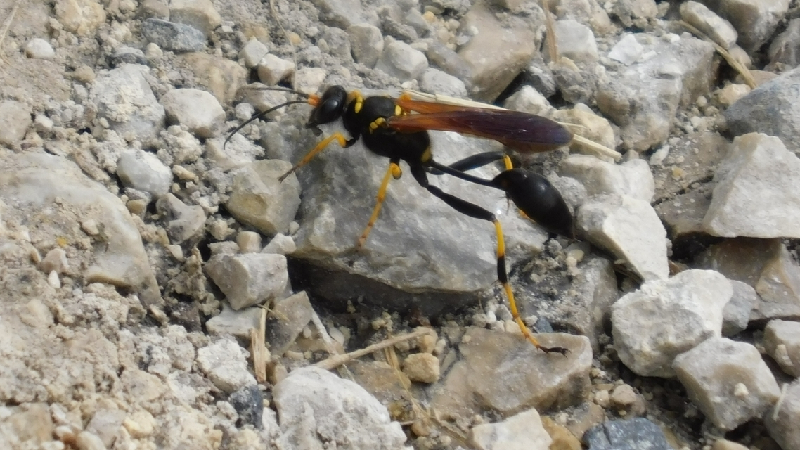 Sceliphron caementarium - feketenyelű lopódarázs