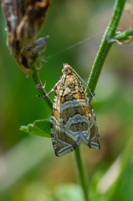 Celypha rivulana - dudvasodró tükrösmoly