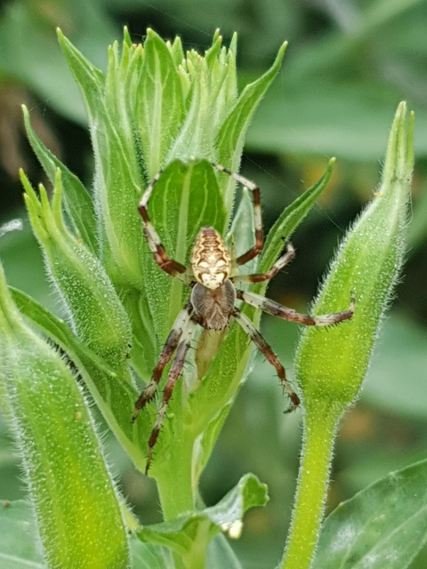 Araneus marmoreus - márványos keresztespók