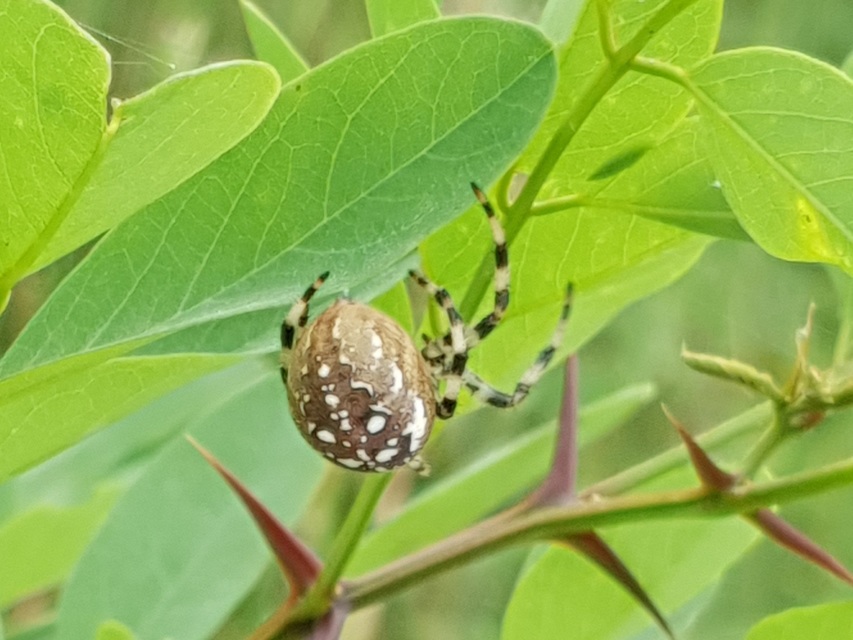 Araneus quadratus - négyes keresztespók