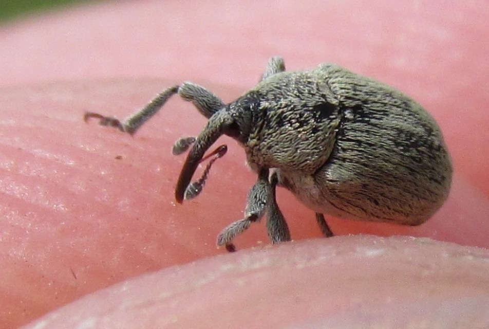 Sibinia pellucens - mécsvirágormányos