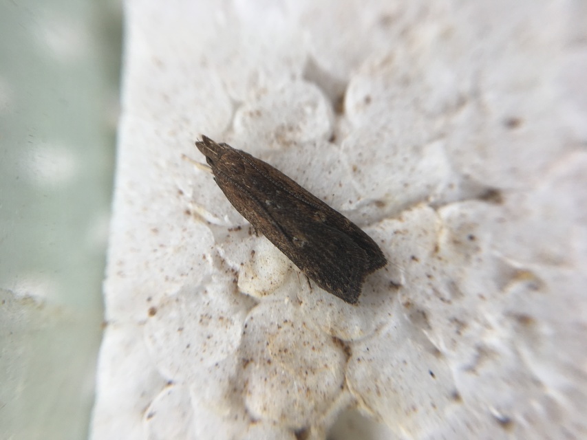 Helcystogramma triannulella - szuláksodró lápimoly