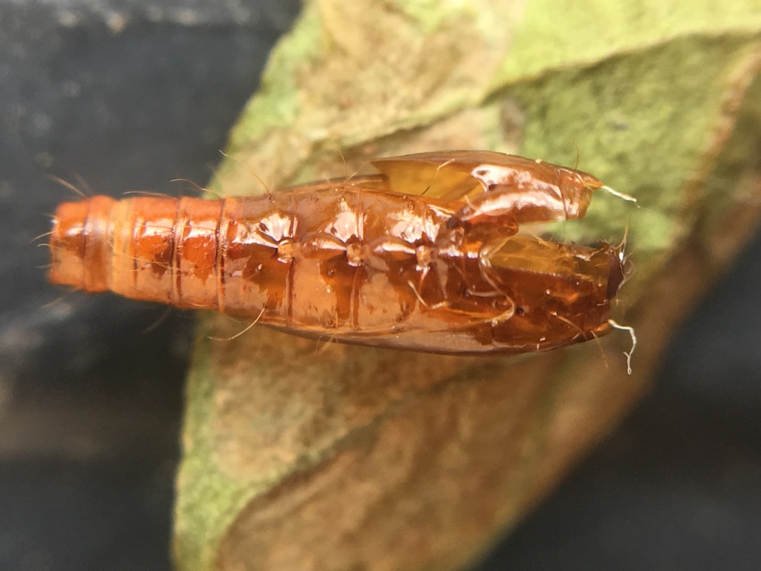 Helcystogramma triannulella - szuláksodró lápimoly