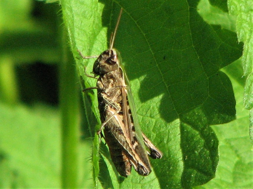 Omocestus rufipes - vöröshasú tarlósáska