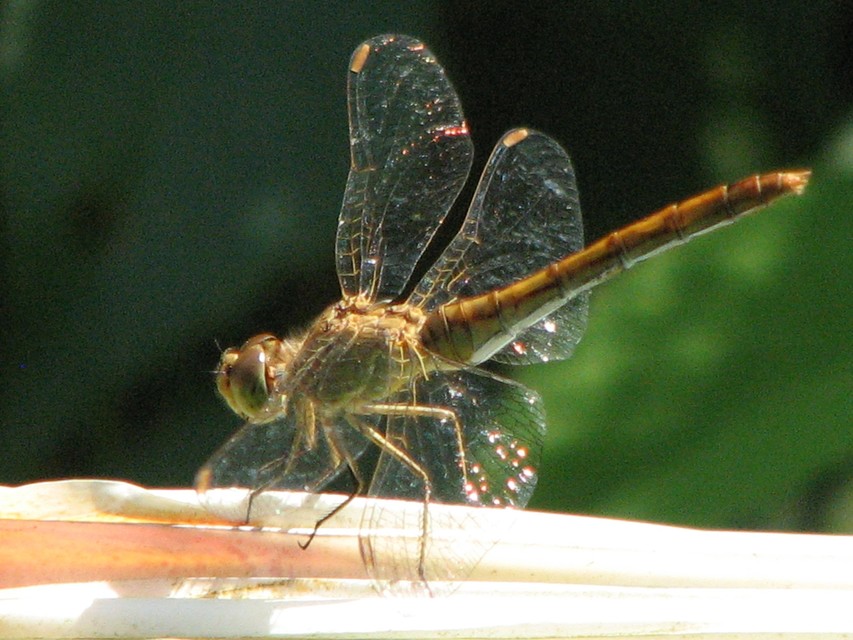 Sympetrum meridionale - fakó katona-szitakötő