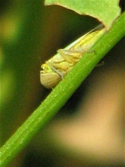Cicadella viridis - méregzöld kabóca