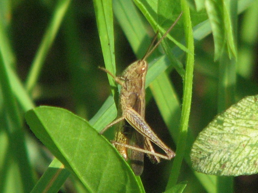 Chorthippus (Chorthippus) (subgenus)