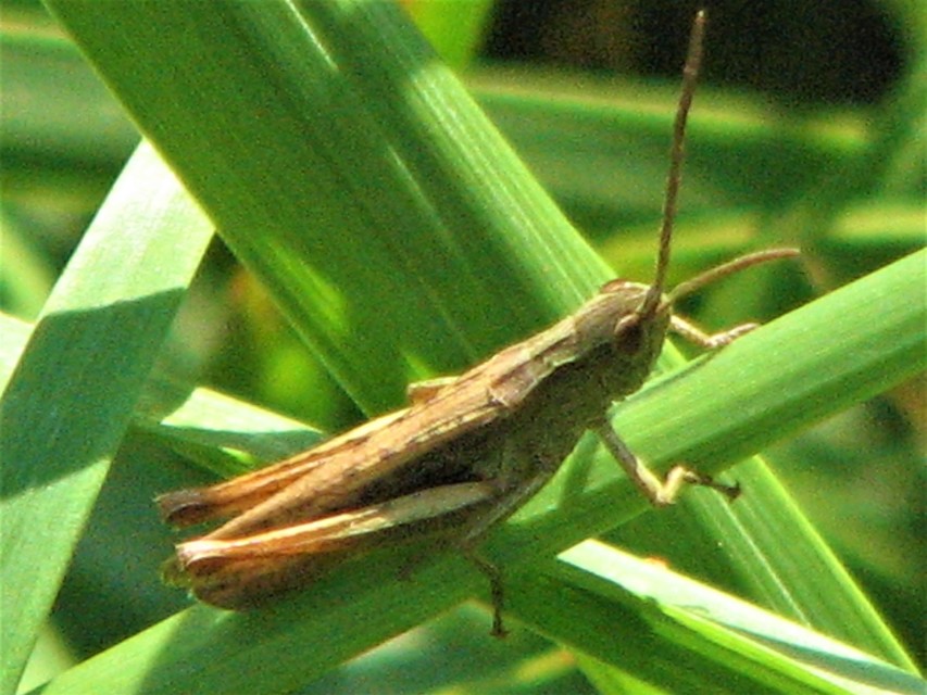 Chorthippus (Chorthippus) (subgenus)