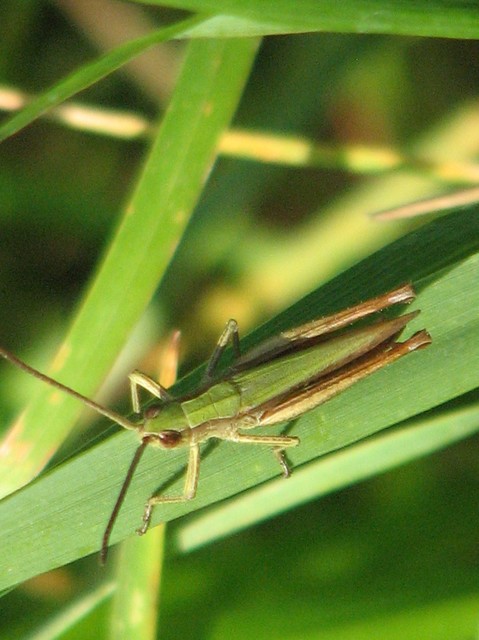 Chorthippus (Chorthippus) (subgenus)