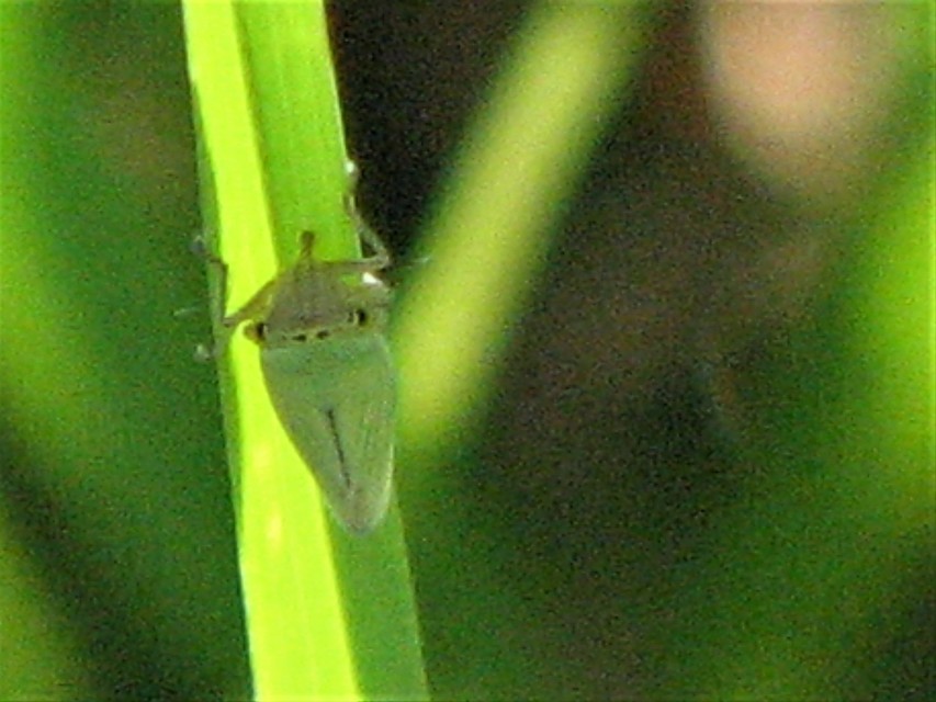 Cicadella viridis - méregzöld kabóca