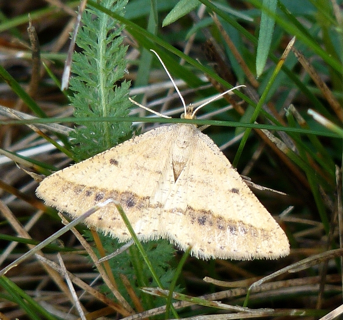 Tephrina arenacearia - lucerna-araszoló