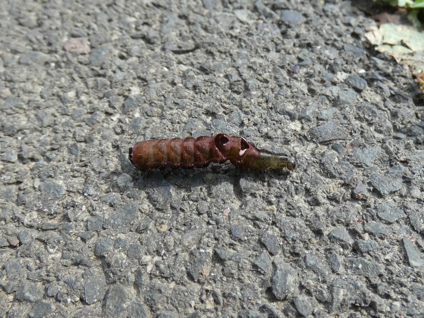 Abrostola triplasia - közönséges csalánbagoly