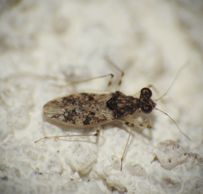 Leptopus marmoratus - kövipoloska