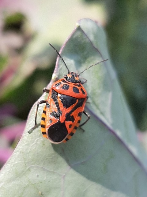Eurydema