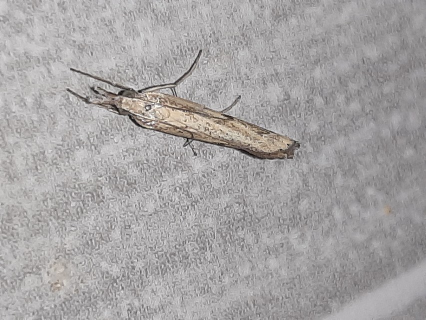 Agriphila inquinatella - közönséges fűgyökérmoly